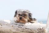 PETIT CHIEN LION 100
